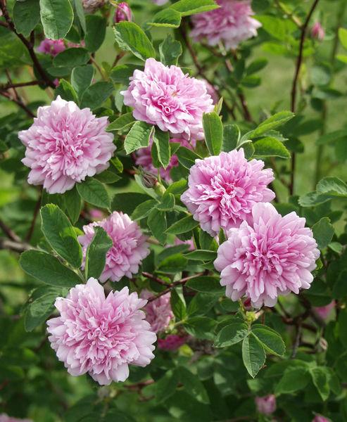 rosa